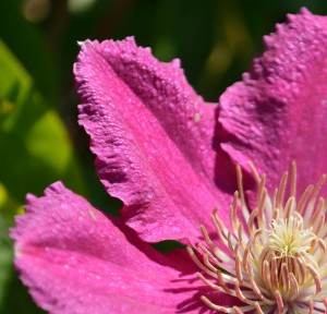 Clematis Comtesse de Bouchaud